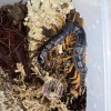 CENTIPEDE